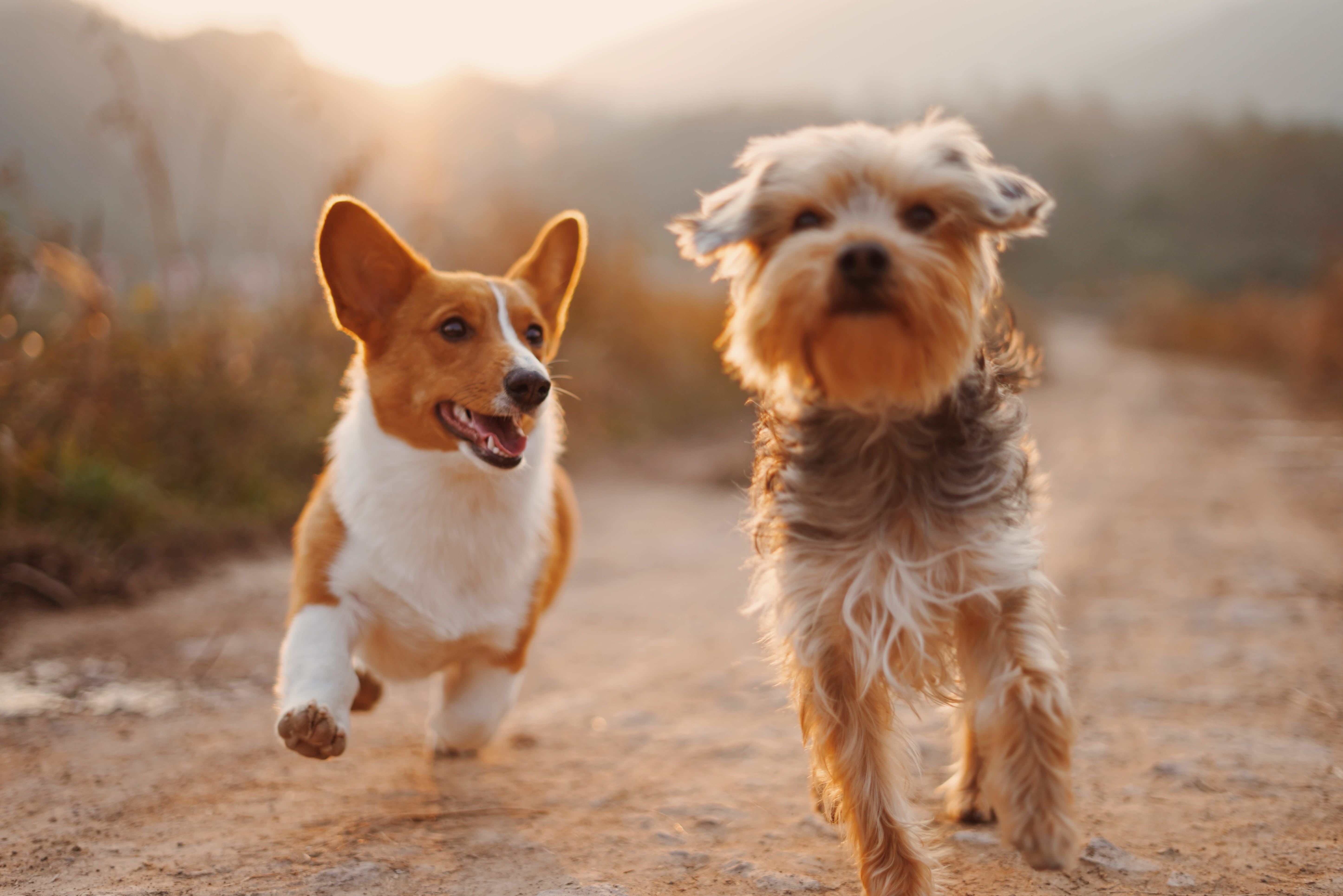 two dogs running in a field