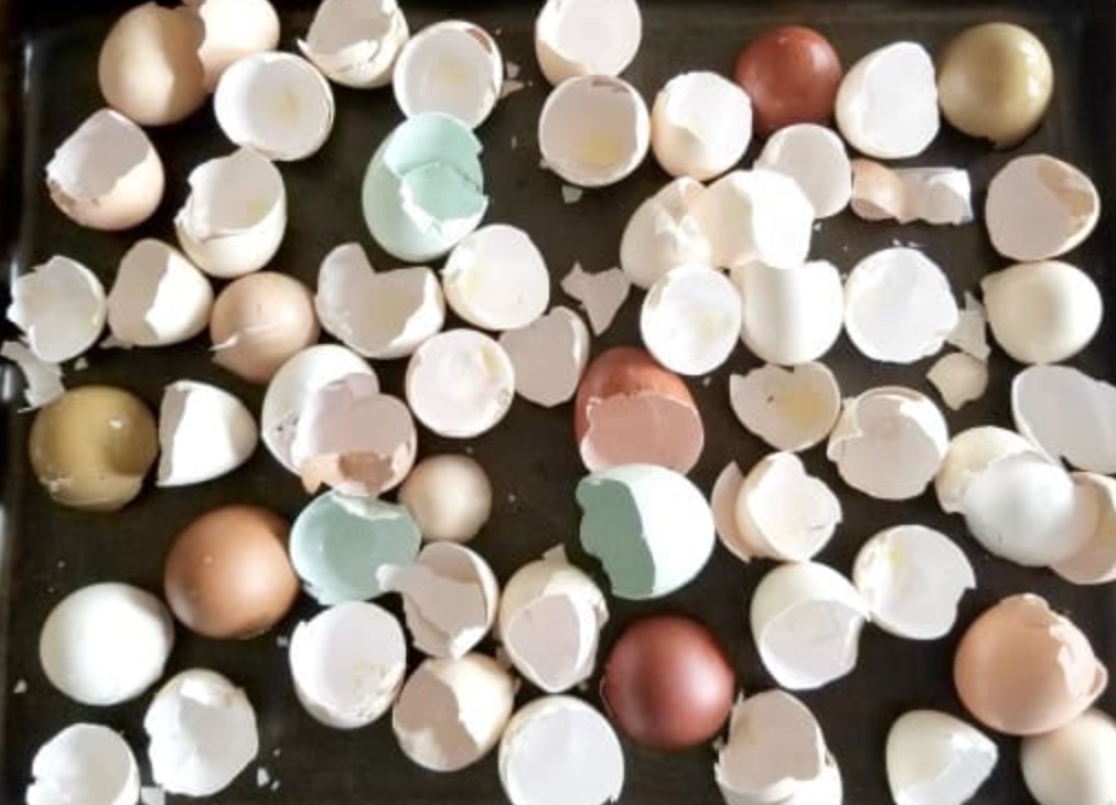 sheet pan full of egg shells